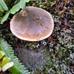 Xerocomellus zelleri