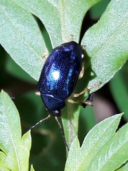 Eumolpini