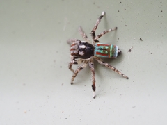 Maratus volans