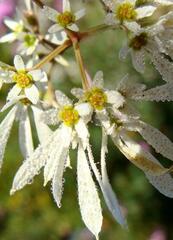 Euphorbia leucocephala