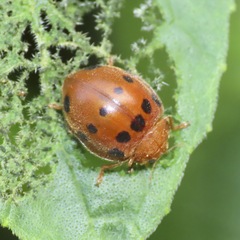 Epilachna tredecimnotata