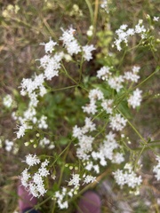 Ageratina jucunda