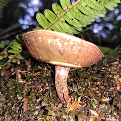 Xerocomellus zelleri