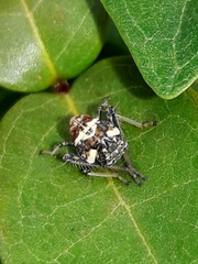 Coelidiinae