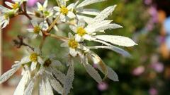 Euphorbia leucocephala