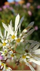 Euphorbia leucocephala
