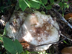 Russula cyanoxantha