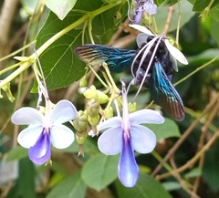 Biluna