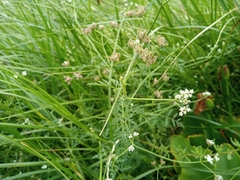 Torilis arvensis