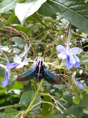 Biluna