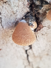 Crepidotus mollis
