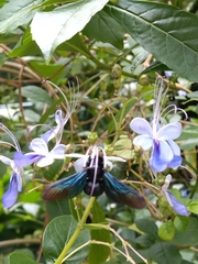 Biluna