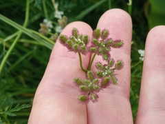 Torilis arvensis