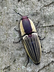 Chalcolepidius