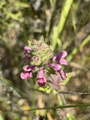 Stachys grandidentata