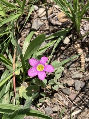 Oxalis obliquifolia