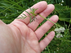 Torilis arvensis