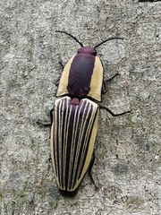 Chalcolepidius