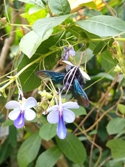Biluna