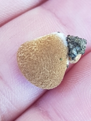 Crepidotus mollis