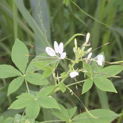 Cleome houtteana