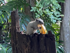 Callosciurus finlaysonii