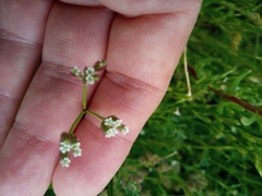 Torilis arvensis