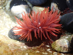 Actinia tenebrosa