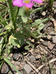 Oxalis obliquifolia