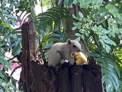 Callosciurus finlaysonii