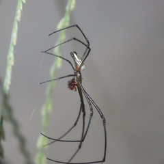 Leucauge
