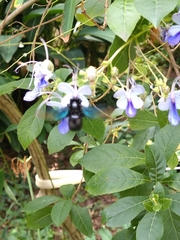 Biluna