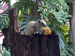 Callosciurus finlaysonii
