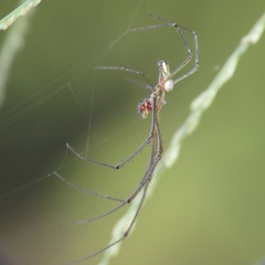 Leucauge