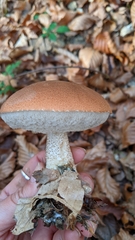 Leccinum aurantiacum