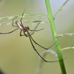 Leucauge