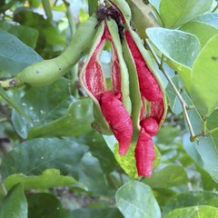 Pithecellobium lanceolatum