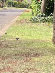 Streptopelia senegalensis senegalensis