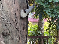 Callosciurus finlaysonii