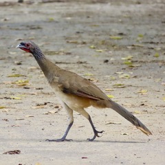 Ortalis poliocephala