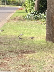 Streptopelia senegalensis senegalensis