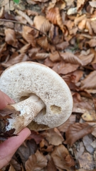 Leccinum aurantiacum
