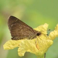 Callimormus saturnus