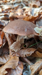 Leccinum aurantiacum