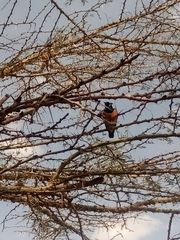 Lamprotornis superbus