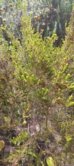 Erica leucopelta