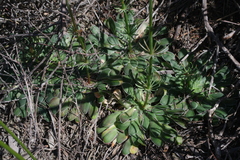 Stylidium maitlandianum