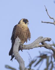 Falco longipennis