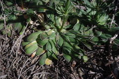 Stylidium maitlandianum