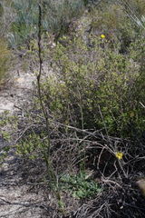 Stylidium maitlandianum